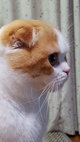 猫 スコティッシュフォールド チェリーちゃんの写真