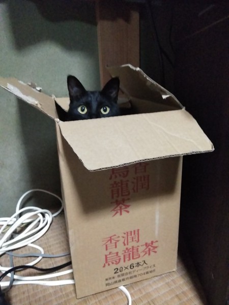 猫 黒猫 ナッツの写真