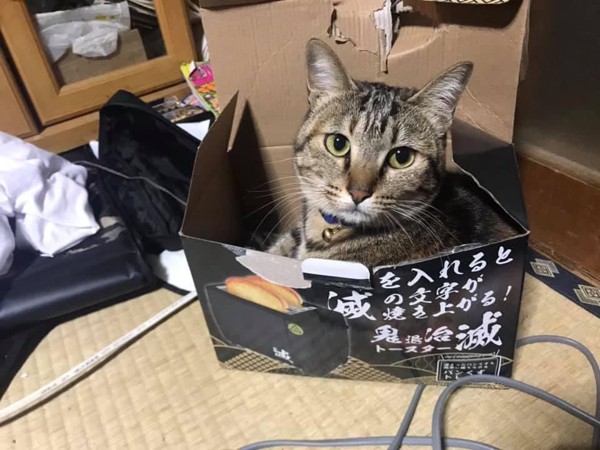 猫 雑種（ミックス） ネルの写真