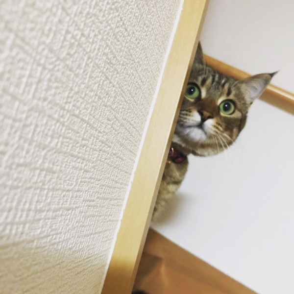 猫 雑種（ミックス） コルちゃんの写真