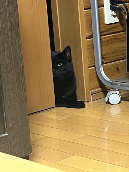 猫 黒猫 アルの写真