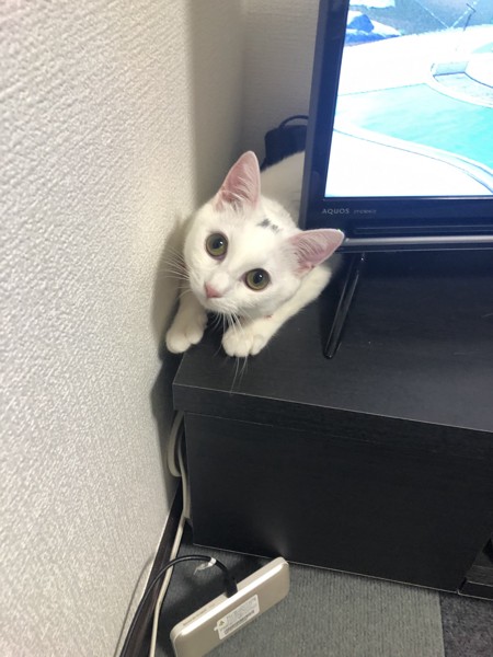 猫 白猫 おちゃこの写真