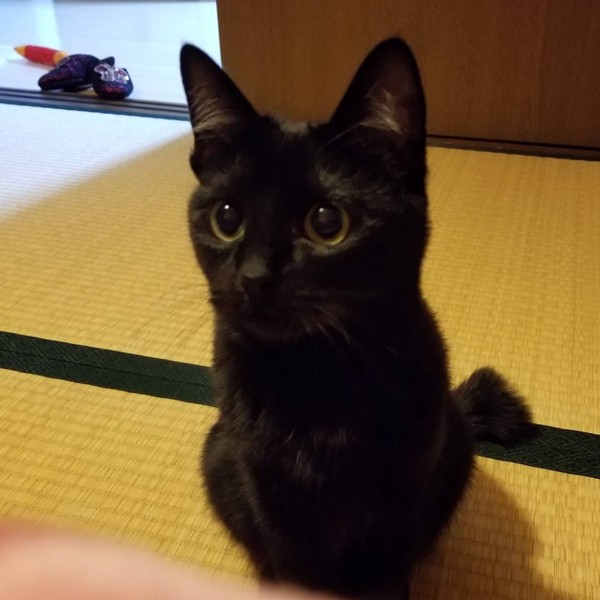 猫 黒猫 リーの写真