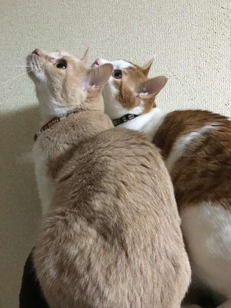 猫 雑種 チョッパーの写真