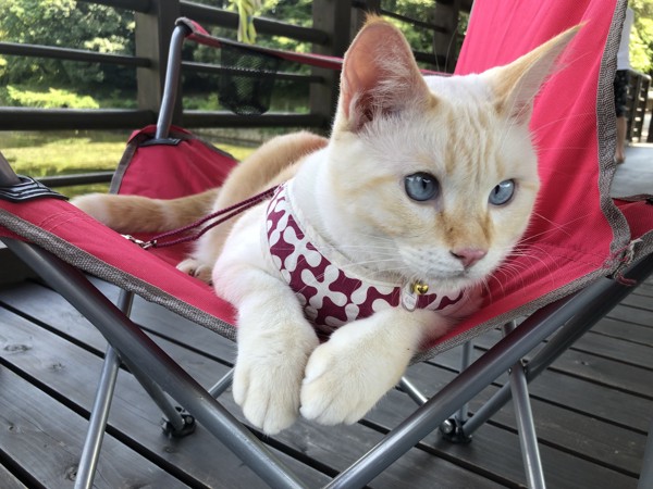 猫 カラーポイント・ショートヘアー ララの写真