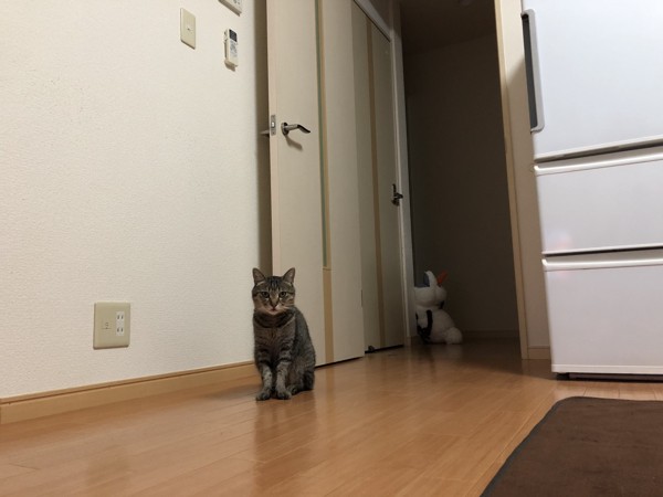 猫 雑種（ミックス） ぴーの写真