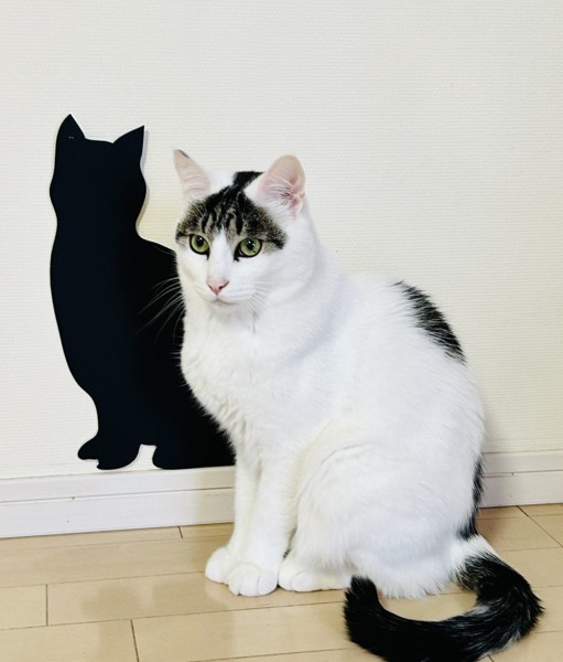 猫 雑種 こたろうの写真