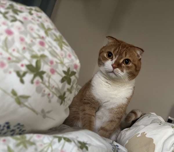 猫 スコティッシュフォールド 颯太の写真