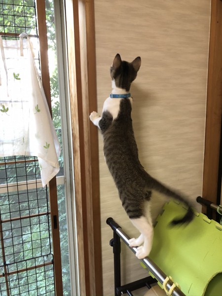 猫 雑種（ミックス） こうたろうの写真