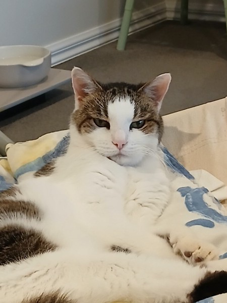 猫 サバシロ あらんの写真