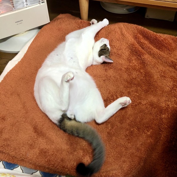 猫 雑種（ミックス） むぎの写真