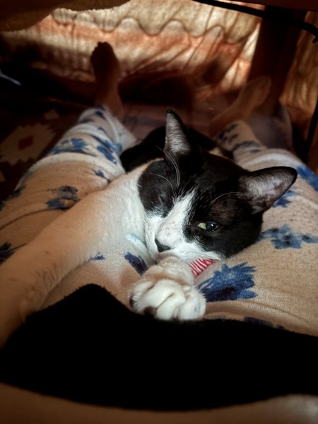 猫 雑種（ミックス） どんさんの写真