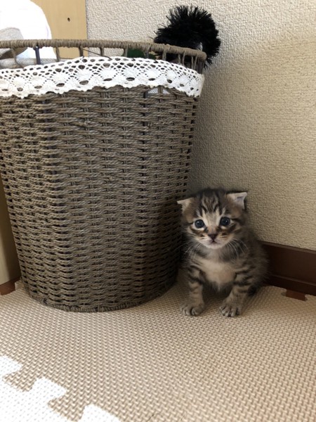 猫 雑種（ミックス） たらちゃんの写真