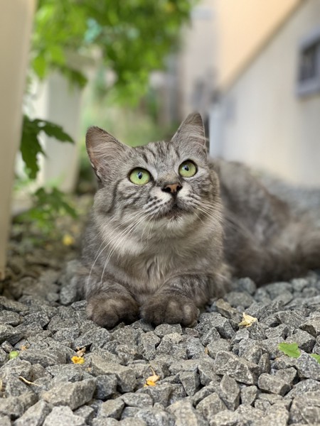 猫 雑種（ミックス） たむちゃんの写真