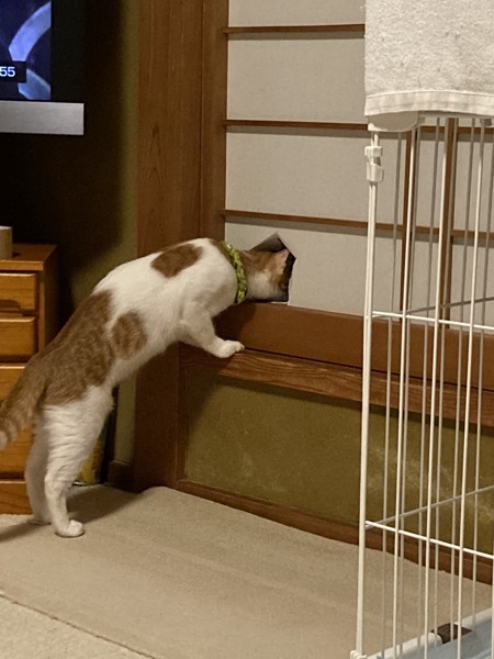 猫 ミックス にゃん太郎の写真