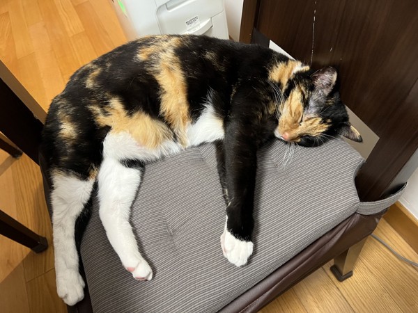 猫 ミックス 小麦ちゃんの写真