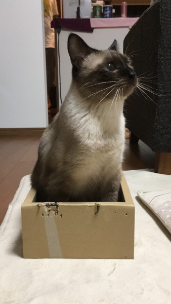 猫 シャム 次元の写真