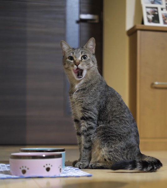 猫 キジトラ ゆずの写真