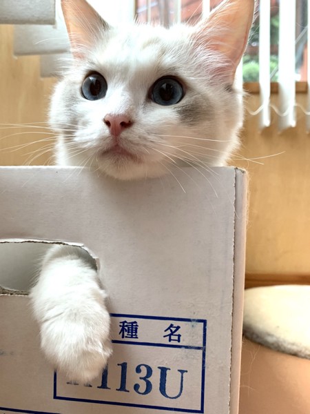 かわいい猫