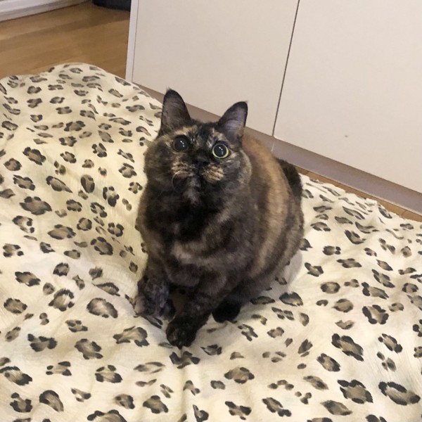 猫 サビ猫 ポンちゃんの写真