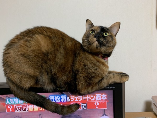 猫 サビ猫 うにの写真