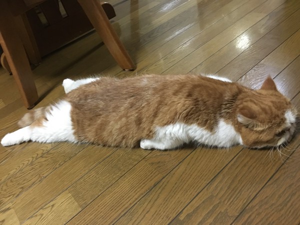 猫 エキゾチックショートヘア きなこの写真