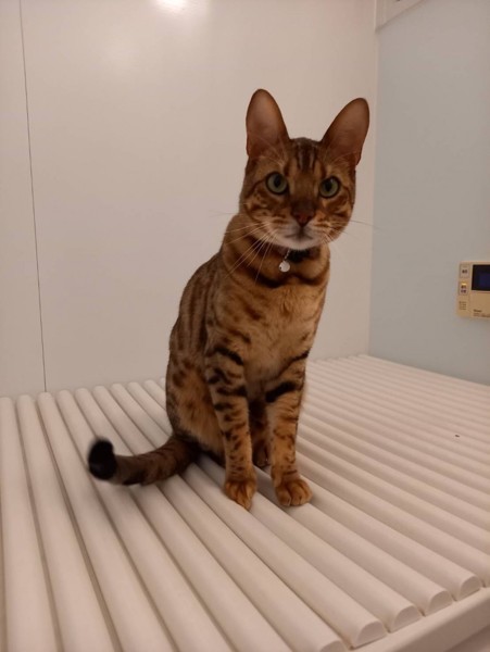 猫 ベンガル 㐂百の写真