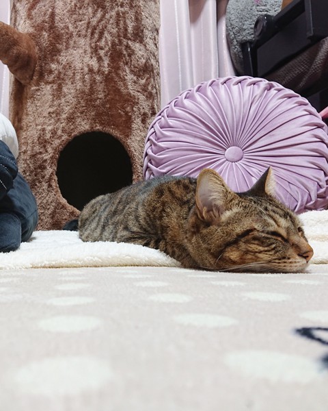 猫 キジトラ ちまきの写真