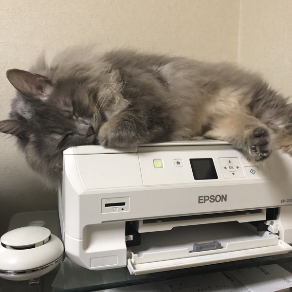 猫 ノルウェージャンフォレストキャット Grayの写真