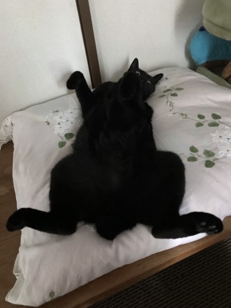 猫 黒猫 ロクちゃんの写真