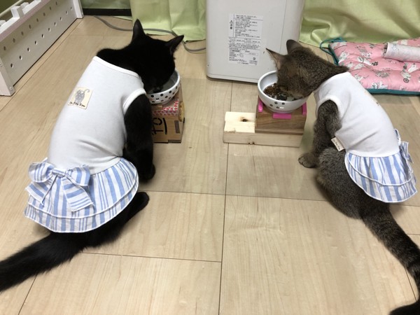 猫 マンチカン くーちゃん&はなちゃんの写真