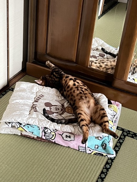 猫 ベンガル Ottoの写真