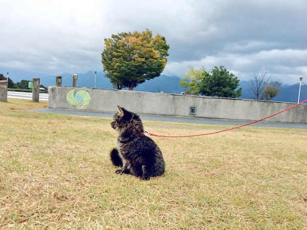 猫 雑種（ミックス） タイルの写真