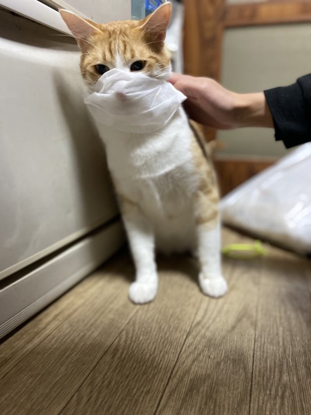 猫 茶白トラ ミモの写真