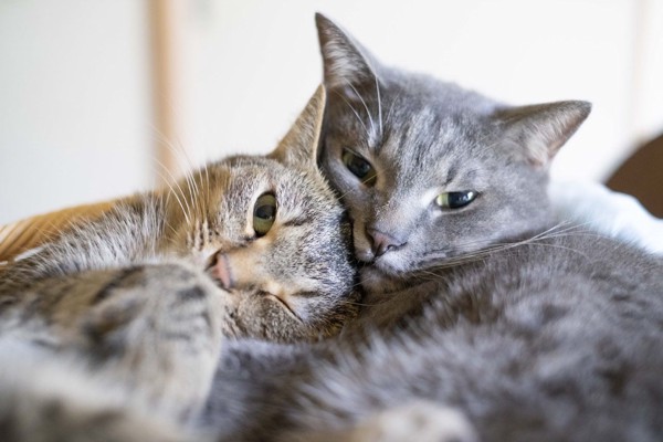 猫 雑種（ミックス） なつ＆ゆずの写真