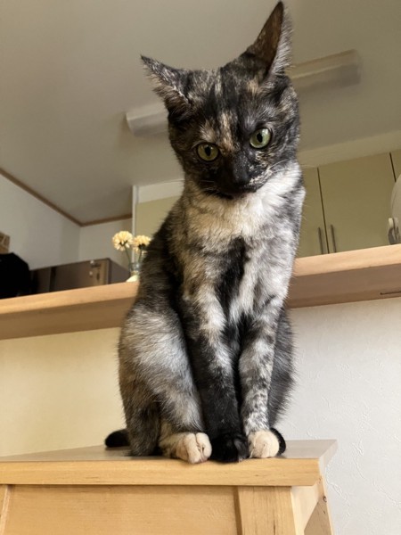 猫 サビ猫 うみの写真