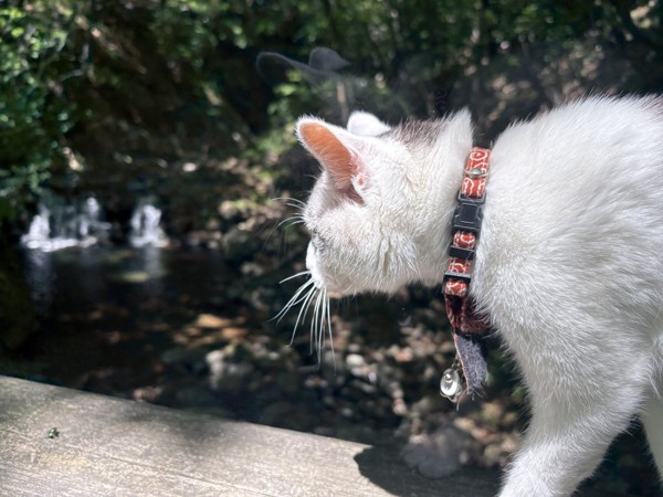 猫 サバシロ もーしゃんの写真