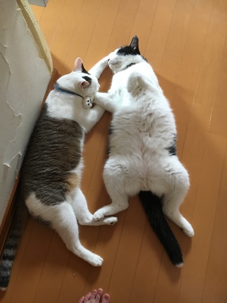 猫 雑種 ライの写真