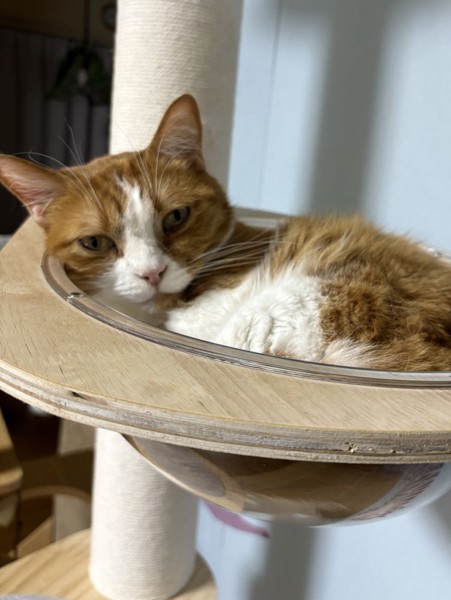 猫 マンチカン チャーの写真