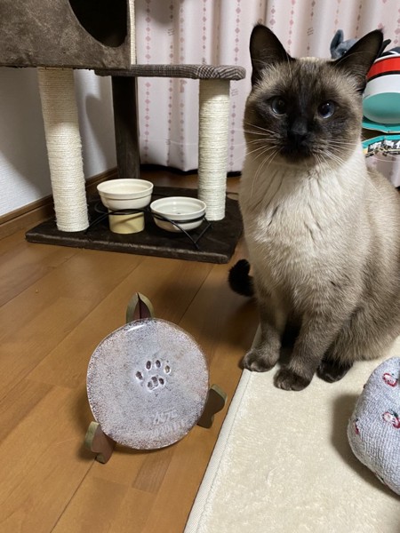 猫 シャム 次元の写真