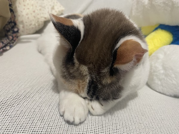 猫 三毛猫 美空ちゃんの写真