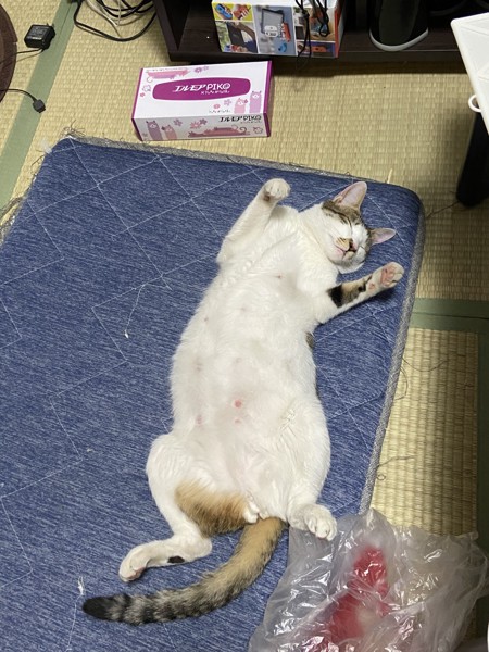 猫 雑種（ミックス） しろの写真