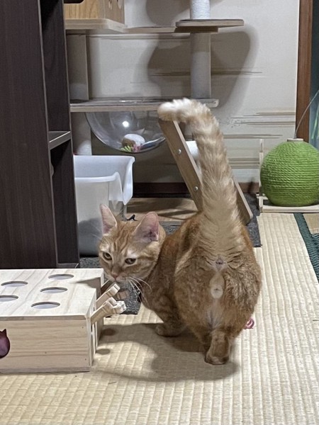 猫 マンチカン ちくわの写真