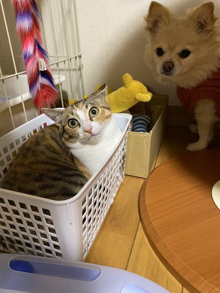 猫 三毛猫 メイの写真