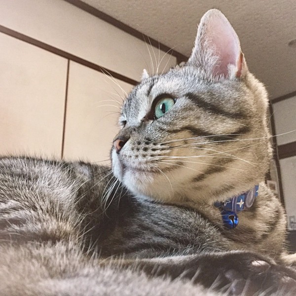 猫 スコティッシュフォールド 銀太郎の写真