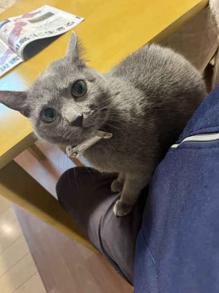 猫 ロシアンブルー みーちゃんの写真