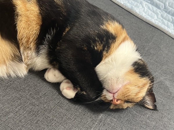 猫 雑種（ミックス） 小麦ちゃんの写真