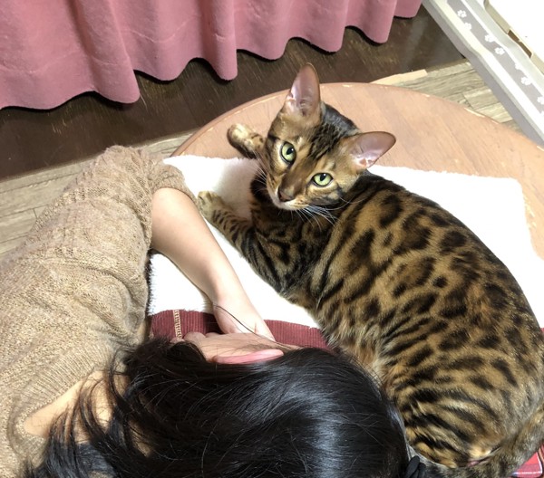 猫 ベンガル Otto の写真