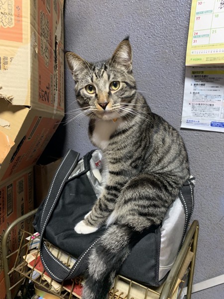 猫 メインクーンと、スコティッシュホールドのMIX トム君の写真