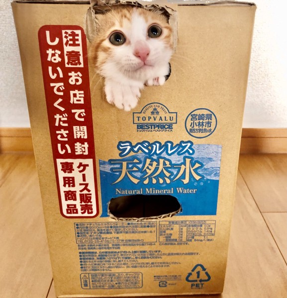 猫 茶白トラ キキの写真